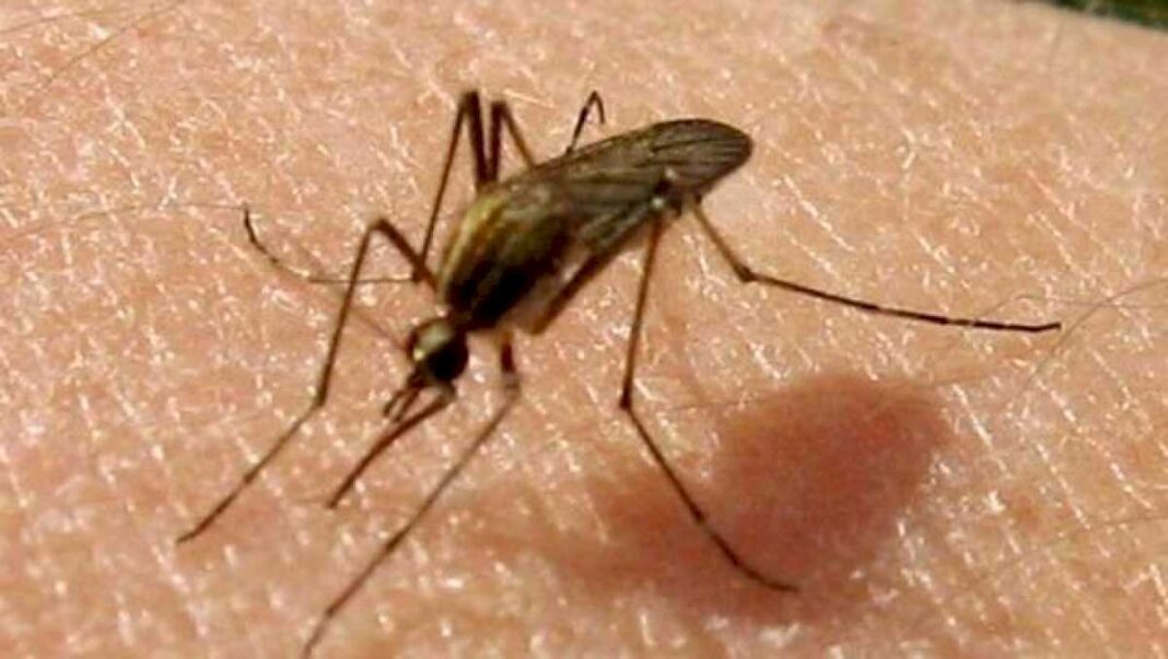 invasion-de-mosquitos:-hasta-cuando-se-quedan-y-la-trama-de-por-que-falta-el-repelente