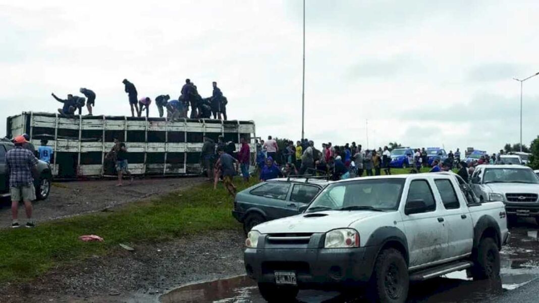 volco-un-camion-de-hacienda-y-en-cuestion-de-minutos-faenaron-los-animales-con-cuchillos-y-motosierras