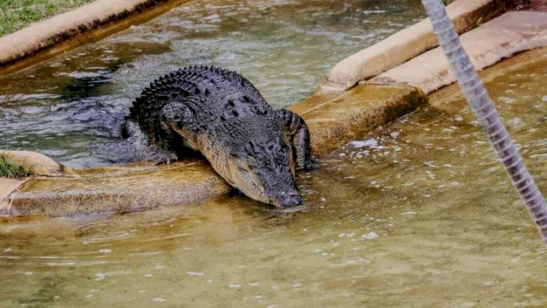 los-cocodrilos-imitan-a-las-ballenas-antes-de-aparearse