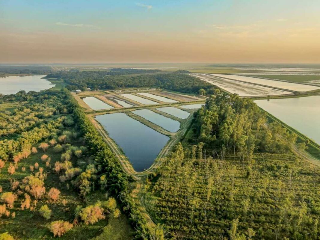 otro-pescado-argentino-conquista-el-mundo:-el-pacu-de-formosa-llega-a-eeuu.-para-salvar-la-naturaleza