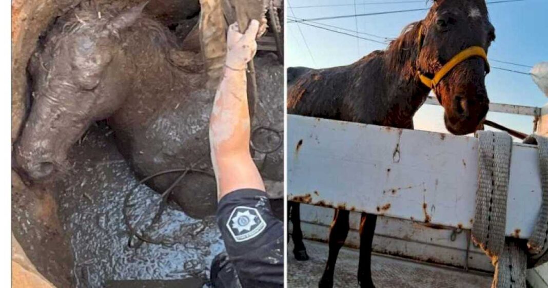 dramatico-rescate-de-un-caballo-que-cayo-a-un-pozo-ciego-en-rosario:-tenia-signos-de-maltrato-y-ahora-espera-ser-adoptado