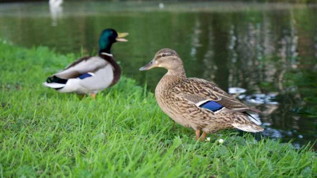 un-tribunal-aleman-reconoce-los-llamados-derechos-inherentes-de-la-naturaleza