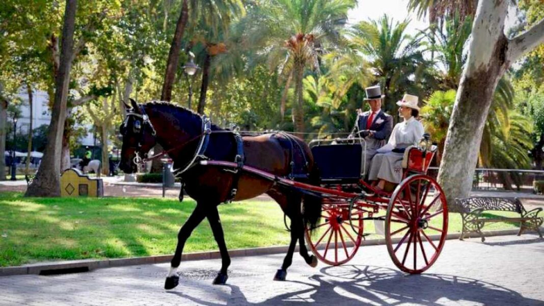 el-caballo-luce-en-cordoba-en-el-concurso-de-atalaje