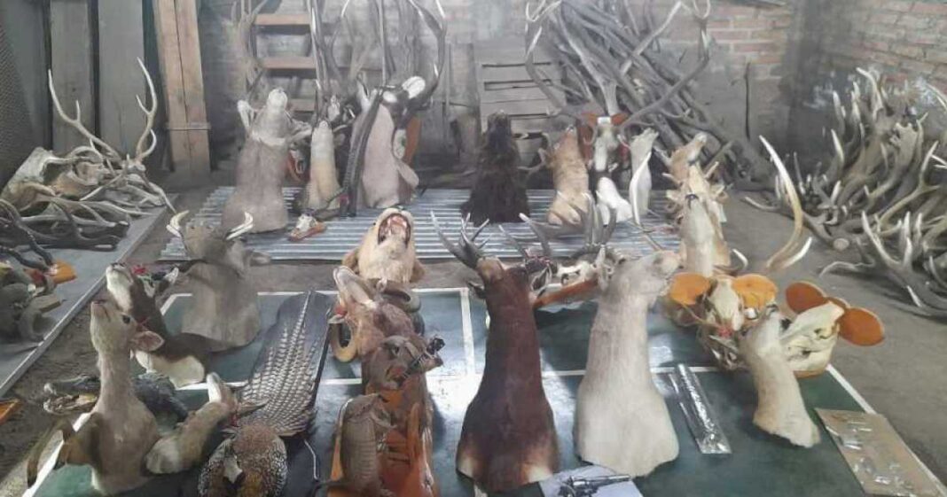 incautaron-mas-de-20-cabezas-de-animales-exoticos-en-neuquen,-en-otro-golpe-al-trafico-ilegal-de-fauna